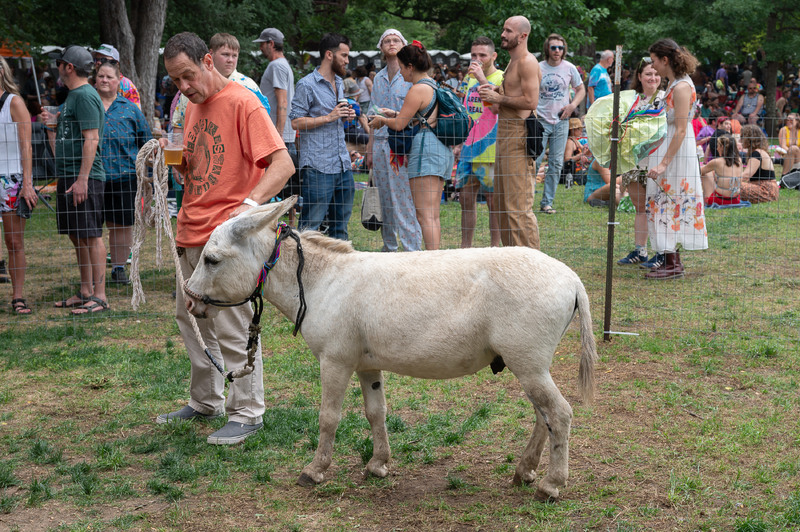 A man leads a white donkey by its halter in front of a crowd of onlookers.