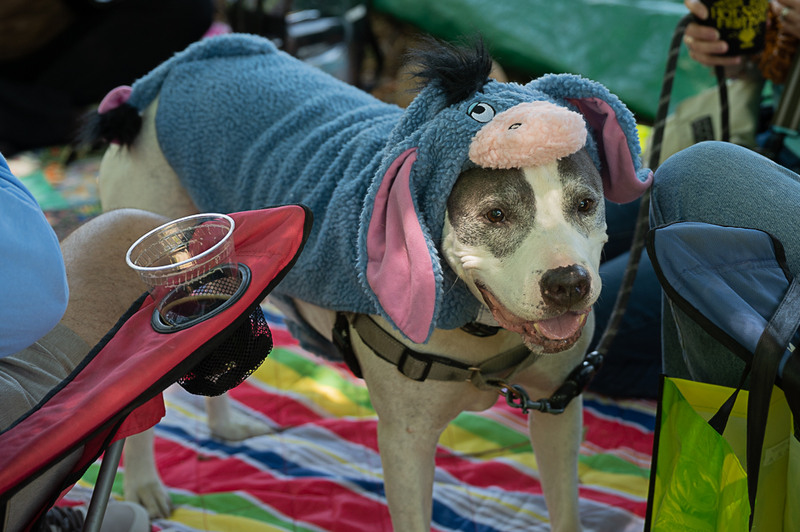 A smiling dog with an Eeyore costume on stands on a striped towel while surround by people sitting in their chairs.