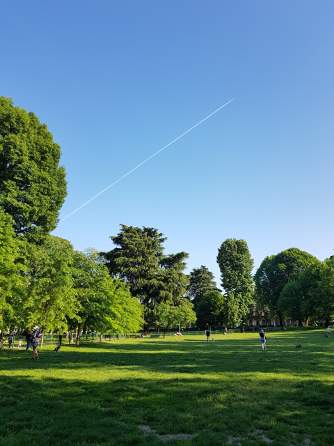 A sunny day at Pease Park with lush green trees and open grass, scattered with people walking and playing, under a clear blue sky with a jet's contrail.